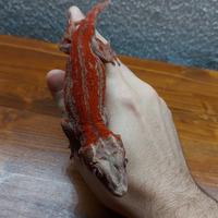 Femmina Rhacldactylus auriculatus