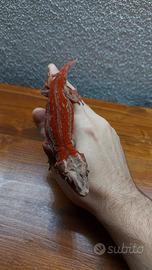 Femmina Rhacldactylus auriculatus