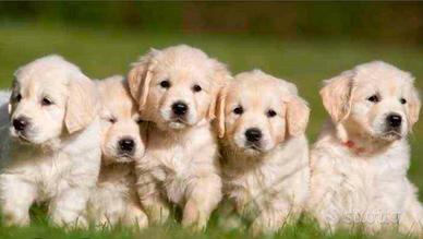 Cuccioli golden retriever 100% inglese