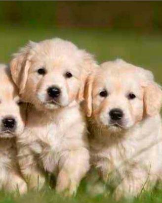 Cuccioli golden retriever 100% inglese