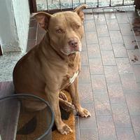 Pitbull red nose PER MONTA