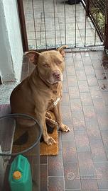 Pitbull red nose PER MONTA