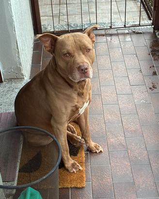 Pitbull red nose PER MONTA