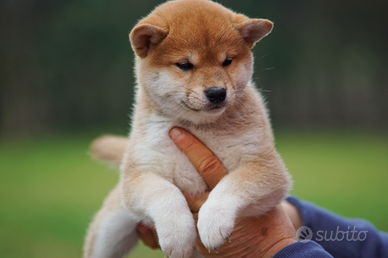 Cucciole Shiba Inu femmine rosse con pedigree