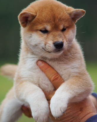 Cucciole Shiba Inu femmine rosse con pedigree