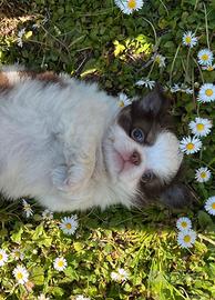 Chihuahua maschio pelo lungo dimensione Mini