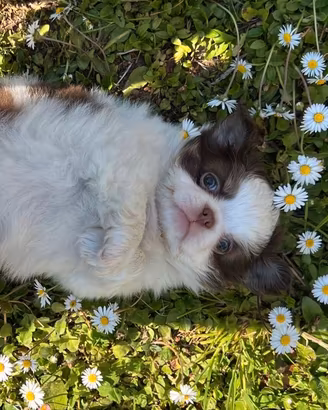 Chihuahua maschio pelo lungo dimensione Mini