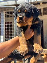 Cuccioli di Rottweiler