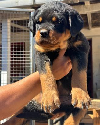 Cuccioli di Rottweiler