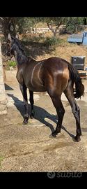 Puledra