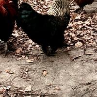 Gallo