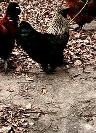 Gallo