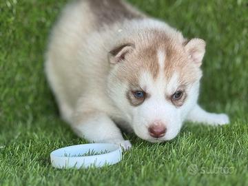 Husky