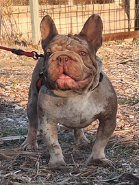 BIG ROPE VELVET Stallone Monta/Vendita Bulldog Fra