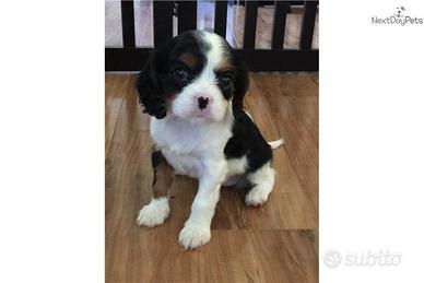 Cavalier king tricolor