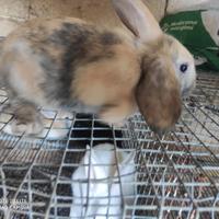 Conigli nani e conigli nuova zelanda