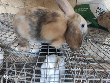 Conigli nani e conigli nuova zelanda