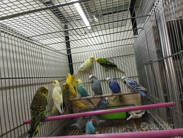 Pappagallini cocorite