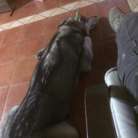 Cane haschi