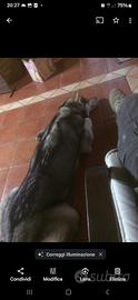 Cane haschi