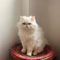 Persiano maschio per monta