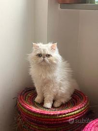 Persiano maschio per monta