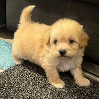 Cuccioli Maltipoo