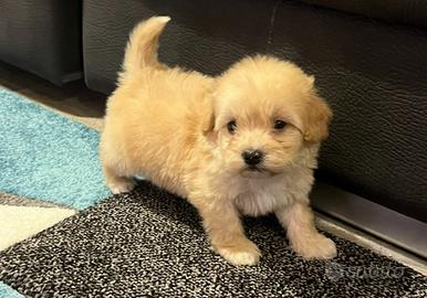 Cuccioli Maltipoo