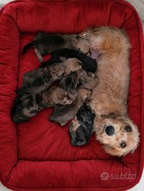 Cuccioli bassotto nano