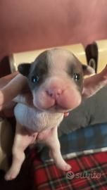 Buldog francese