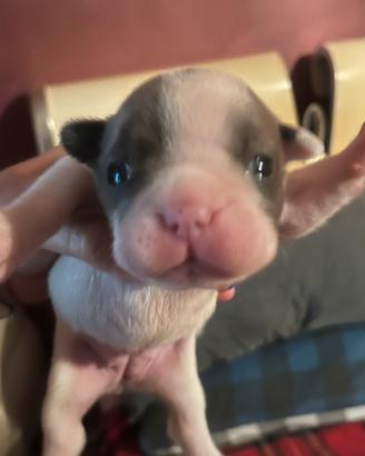 Buldog francese