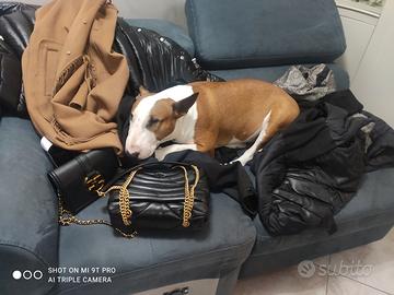 Bull terrier
