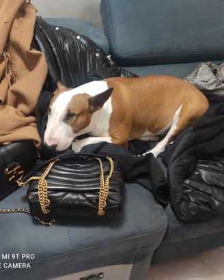 Bull terrier