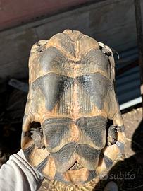 Tartarughe di terra