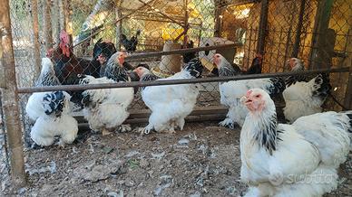 6 Galline Brahma