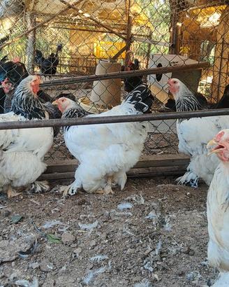 6 Galline Brahma