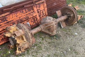 Assale posteriore om tigrotto