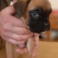 Cuccioli di Boxer