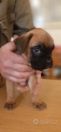 Cuccioli di Boxer