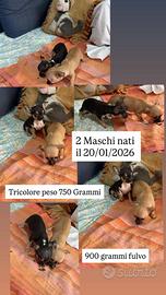 Chihuahua Maschio Tricolore,Nato 20/01/2026,750 gr