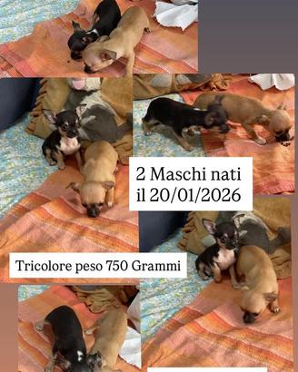 Chihuahua Maschio Tricolore,Nato 20/01/2026,750 gr