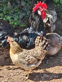 Gallo ancona e 2 galline
