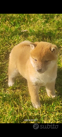 Shiba inu