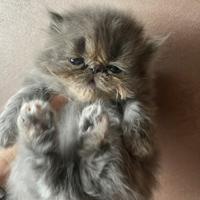 Gattine Persiani Blue Cream