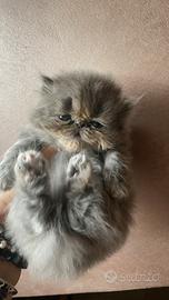 Gattine Persiani Blue Cream