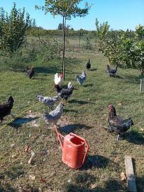 Gallo marans, bionda piemontese,araucana, millefio
