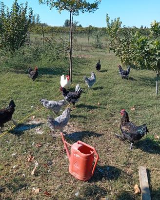 Gallo marans, bionda piemontese,araucana, millefio