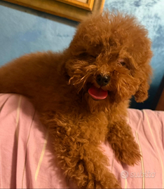 Barboncino figlio di mini toy