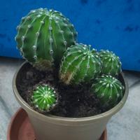 Cactus