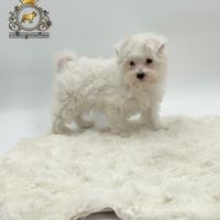 Dolcissimi cuccioli Maltese